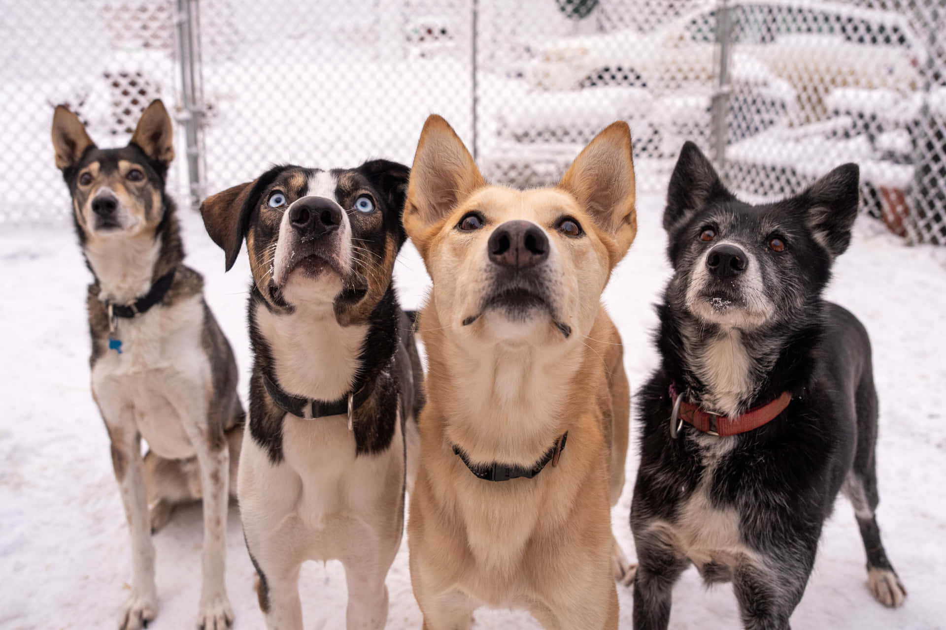 Bijschrift: Een Team Van Energieke Sledehonden In De Sneeuw Achtergrond