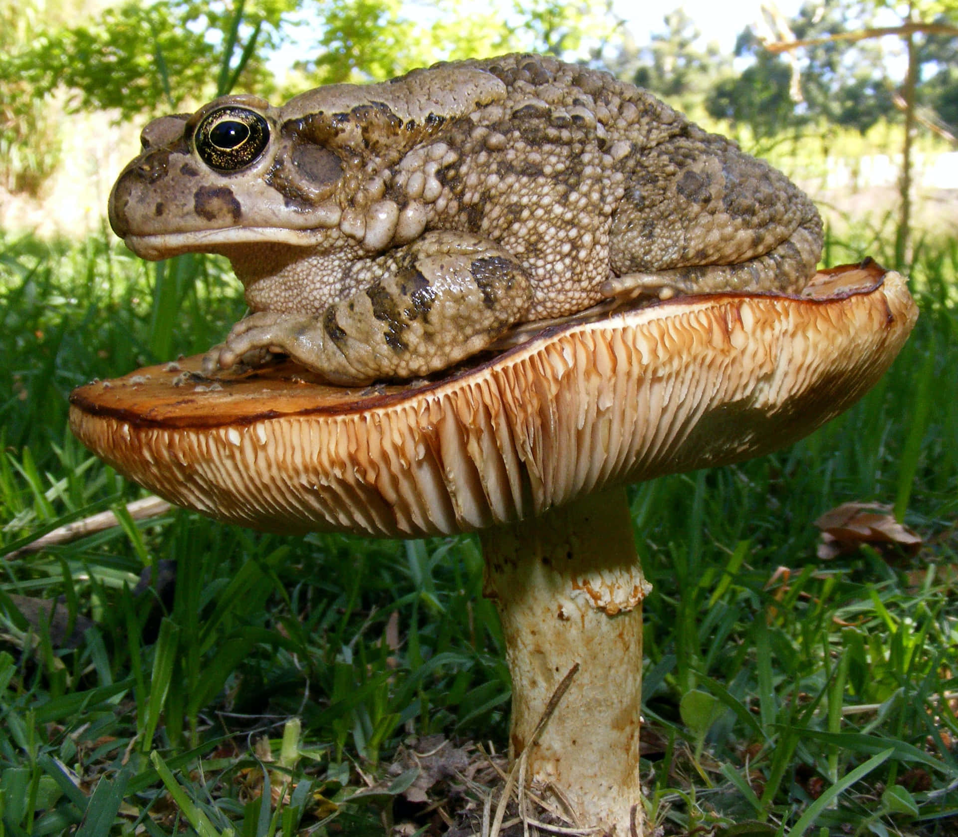 Caption: A Tranquil Frog In A Pristine Wetland