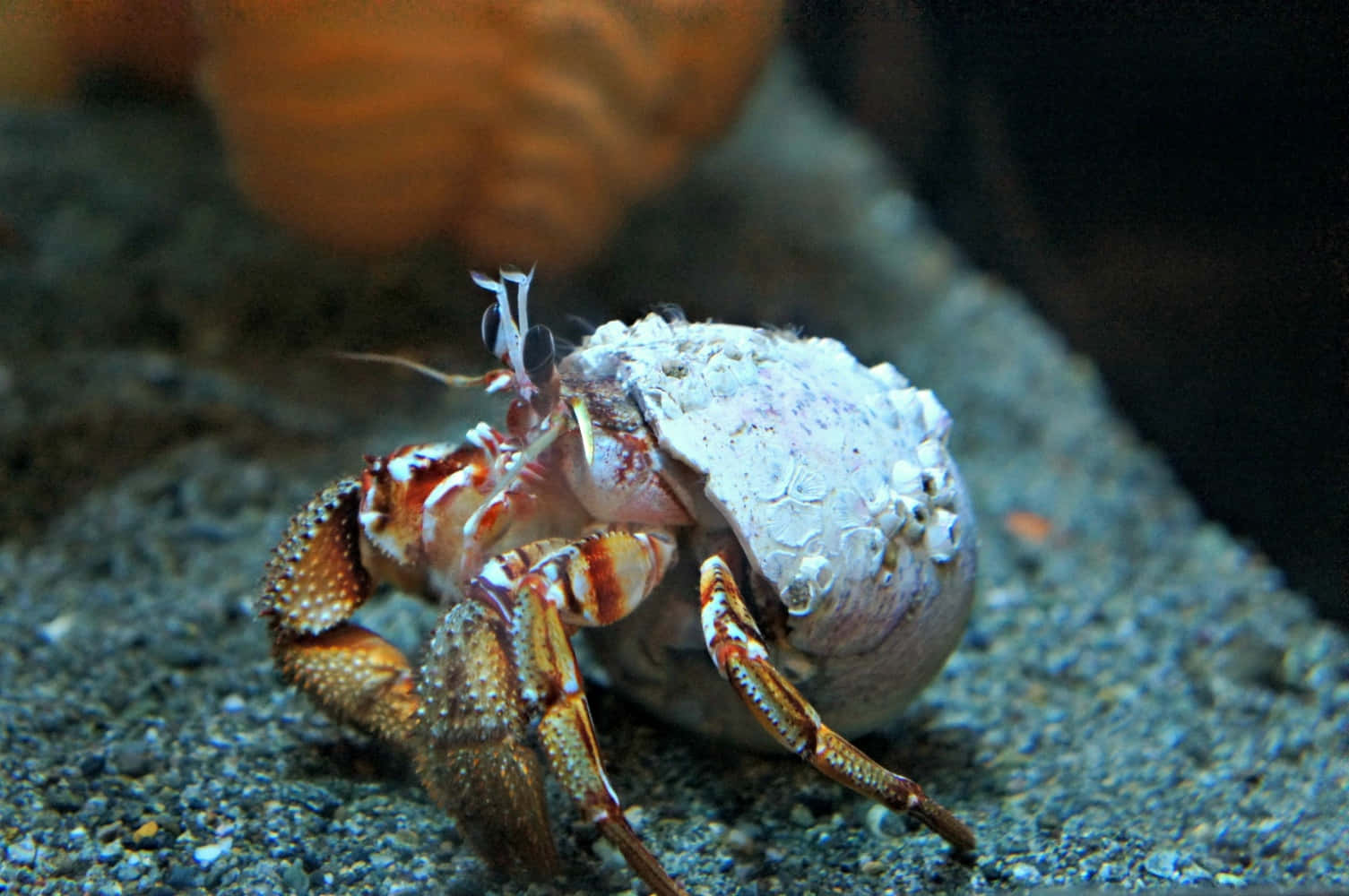 Caption: A Vibrant Hermit Crab Exploring A Tropical Beach Wallpaper