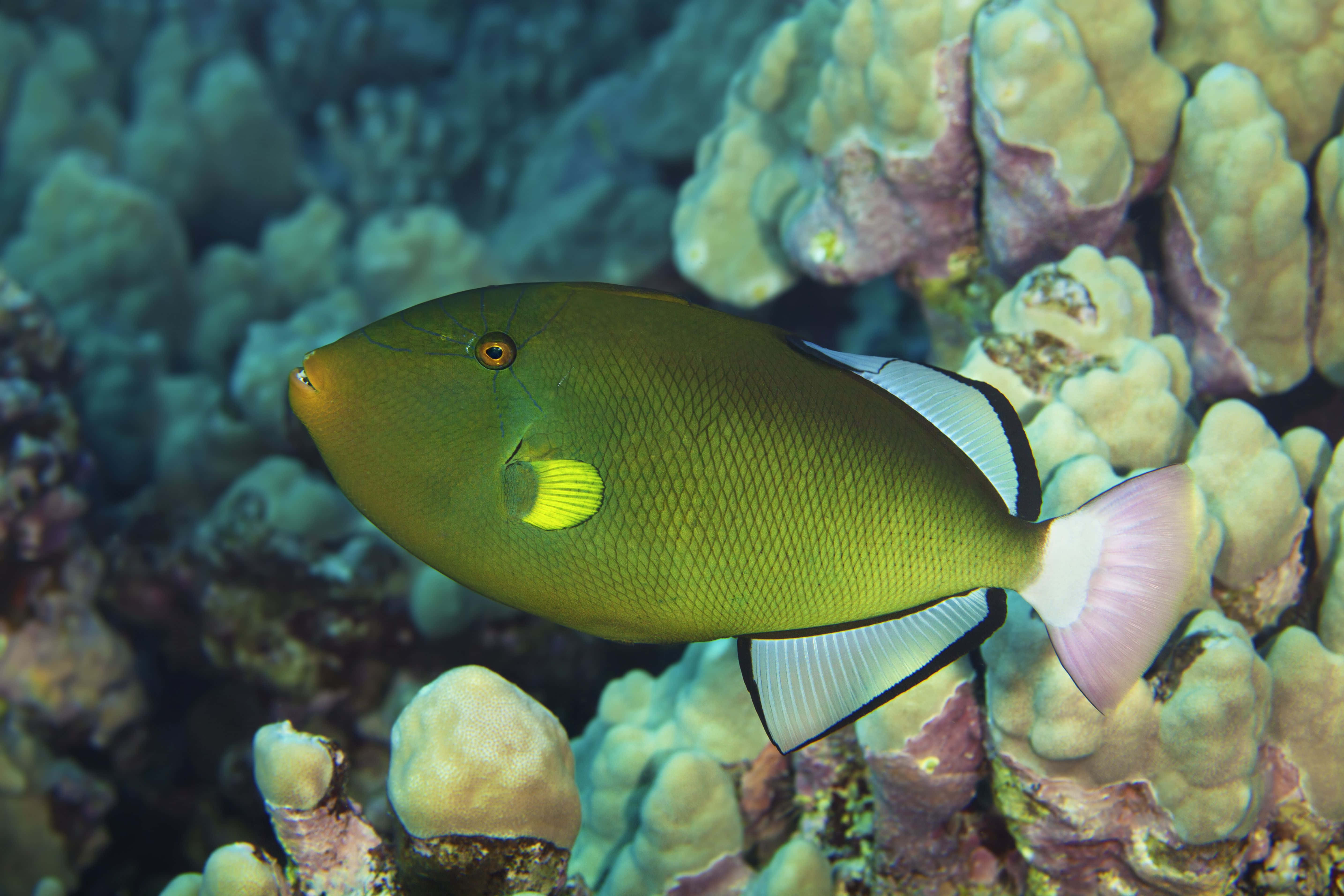 Ikan Trigger Berwarna-warni Berenang Di Kedalaman Laut Wallpaper