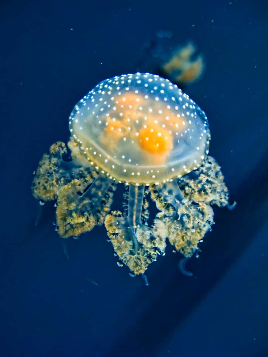 Caption: Alluring Glow: A Jellyfish Underwater