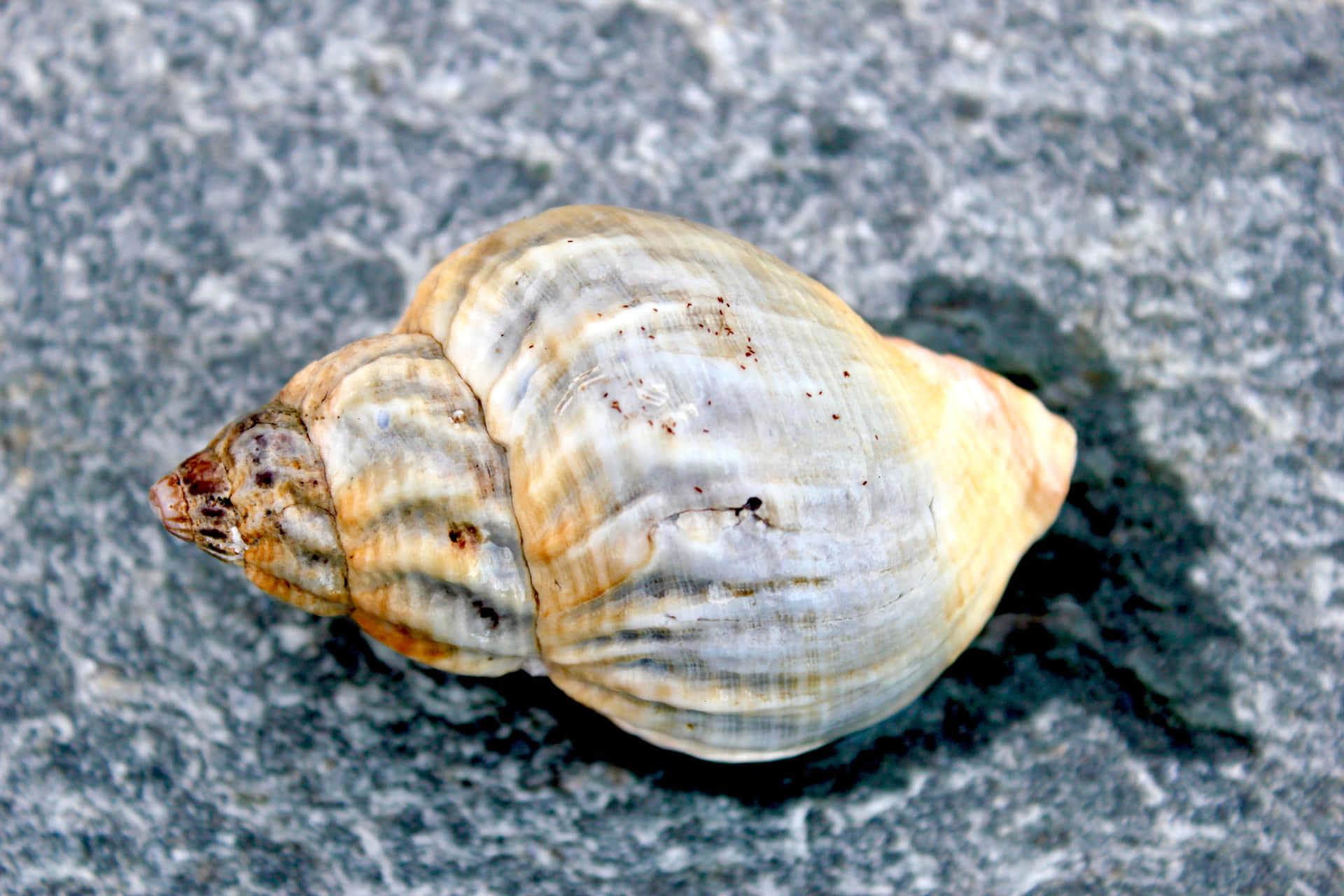 Caption: An Exquisite Whelk Shell On The Turquoise Sea Shore Wallpaper