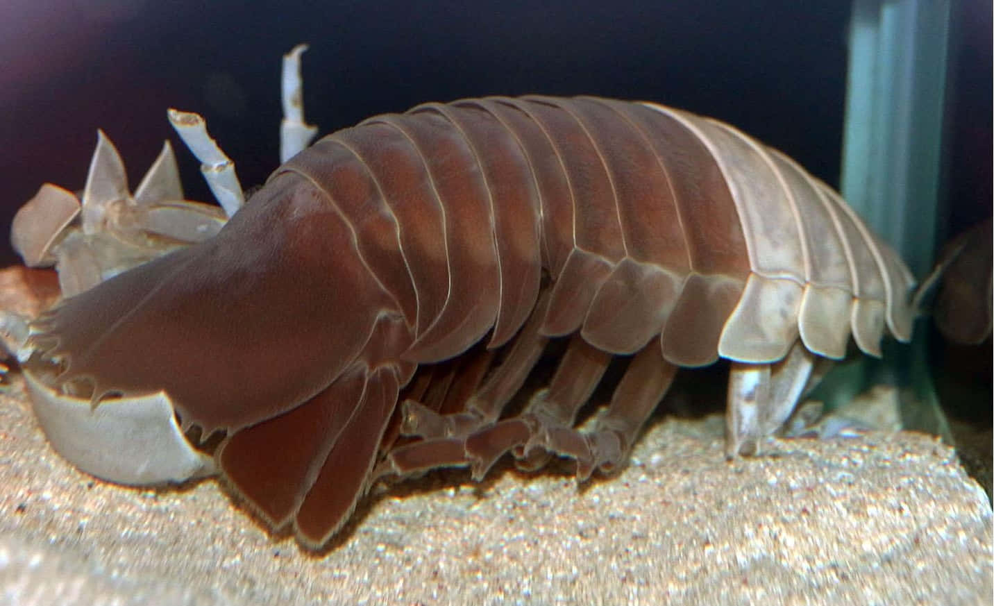 Caption: An Intriguing Underwater Exploration: The Mysterious Giant Isopod Wallpaper