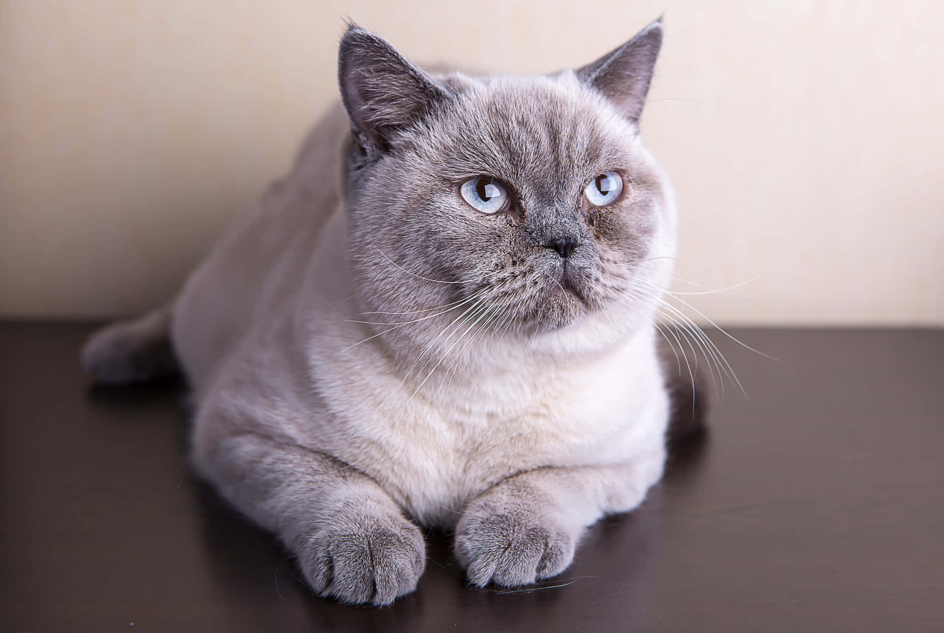 Caption: Beautiful Colorpoint Shorthair Cat With Mesmerizing Blue Eyes Wallpaper