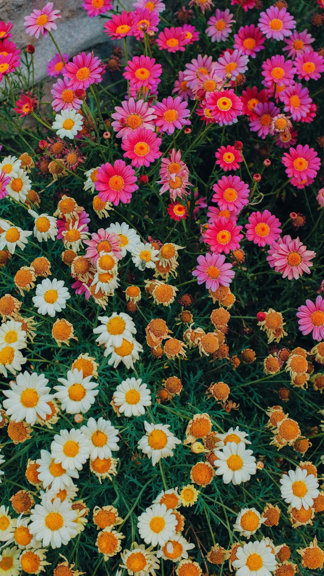 Caption: Beautiful Field Of Blooming Daisies