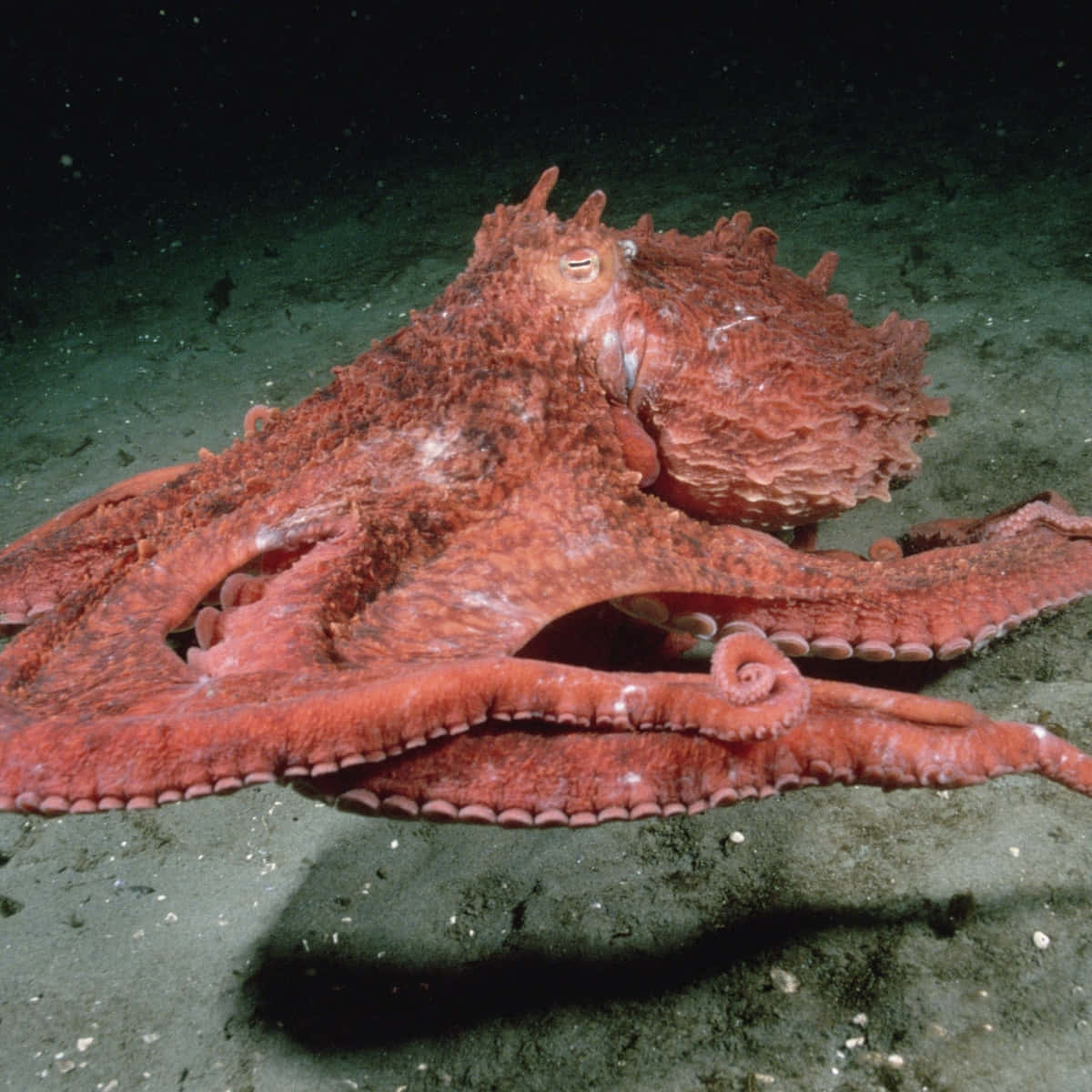 Caption: Behemoth Of The Deep - The Mysterious Giant Pacific Octopus Wallpaper