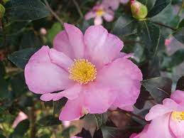 Caption: Blossoming Beauty Of Camellia Sasanqua Wallpaper