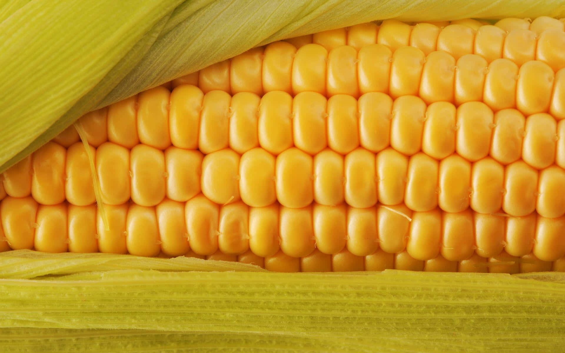 Caption: Bountiful Harvest Of Organic Corn