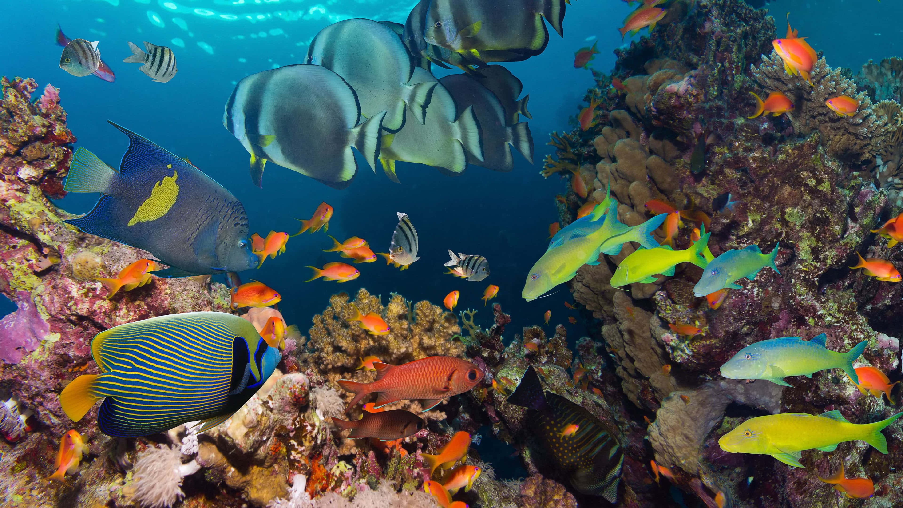 Caption: Breathtaking Underwater Scenery Of 4k Coral Reef Wallpaper