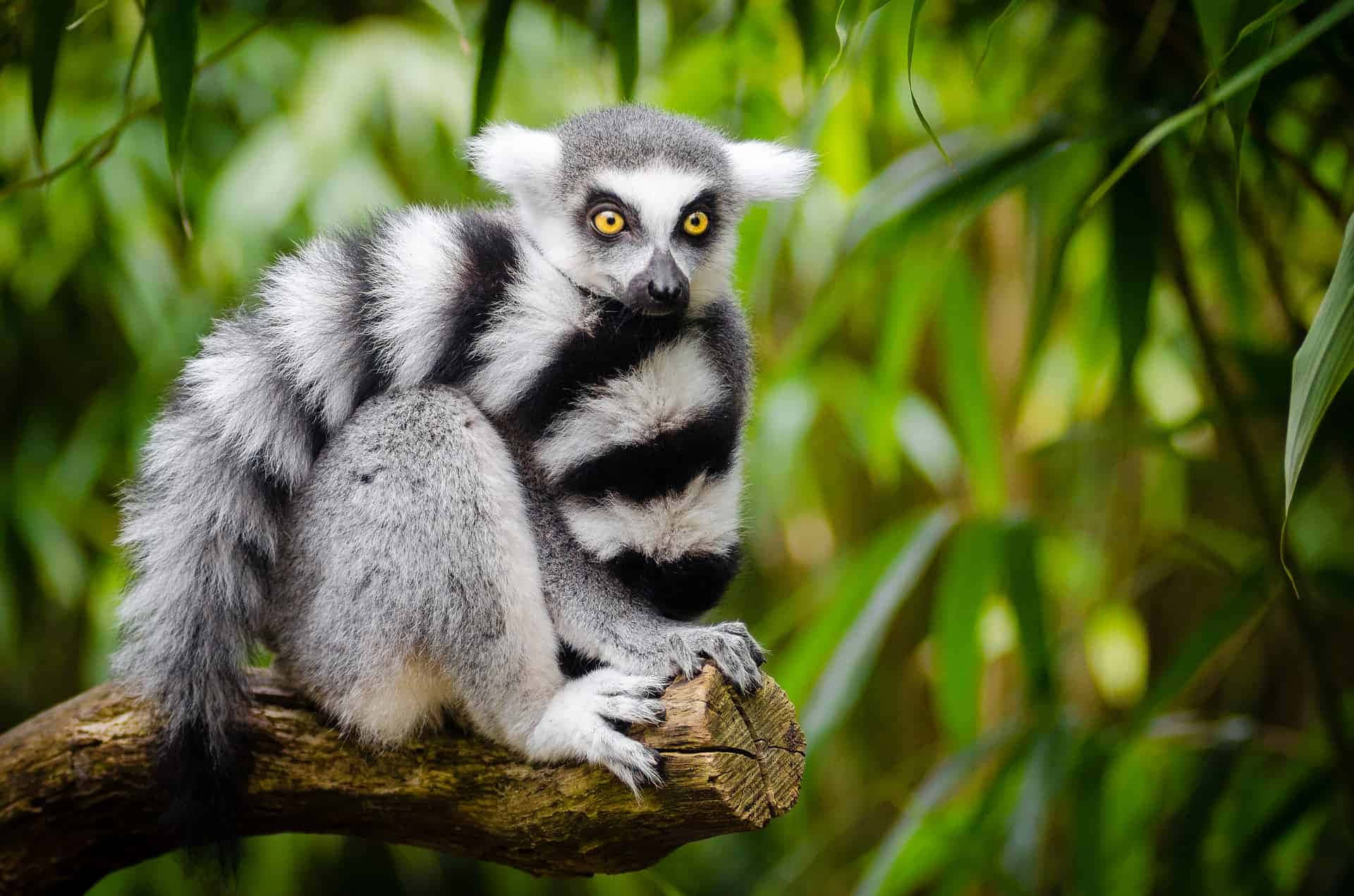 Caption: Captivated Lemur In Its Natural Habitat Wallpaper