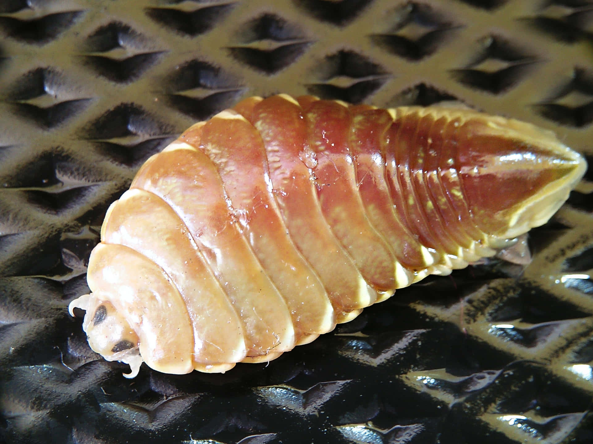 Caption: Close-up Of An Isopod In Natural Habitat Wallpaper