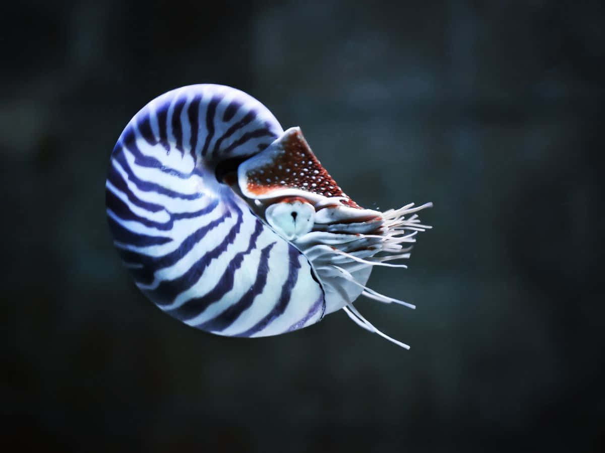Caption: Close-up Underwater View Of A Nautilus Wallpaper