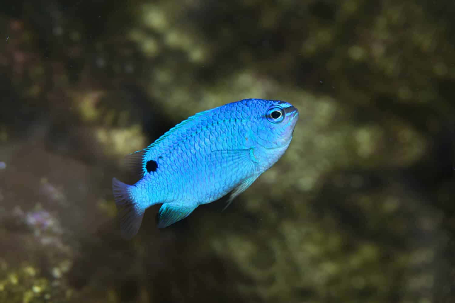 Caption: Colorful Damselfish Swim In A Vibrant Underwater World. Wallpaper