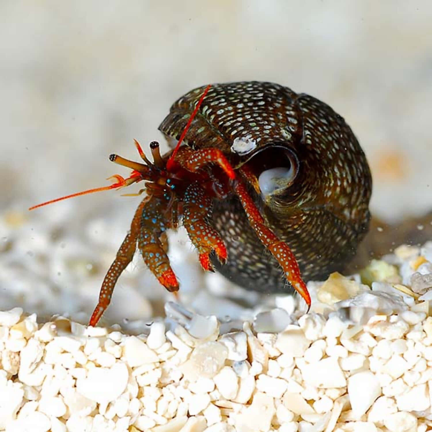 Caption: Colorful Hermit Crab On A Beach Wallpaper
