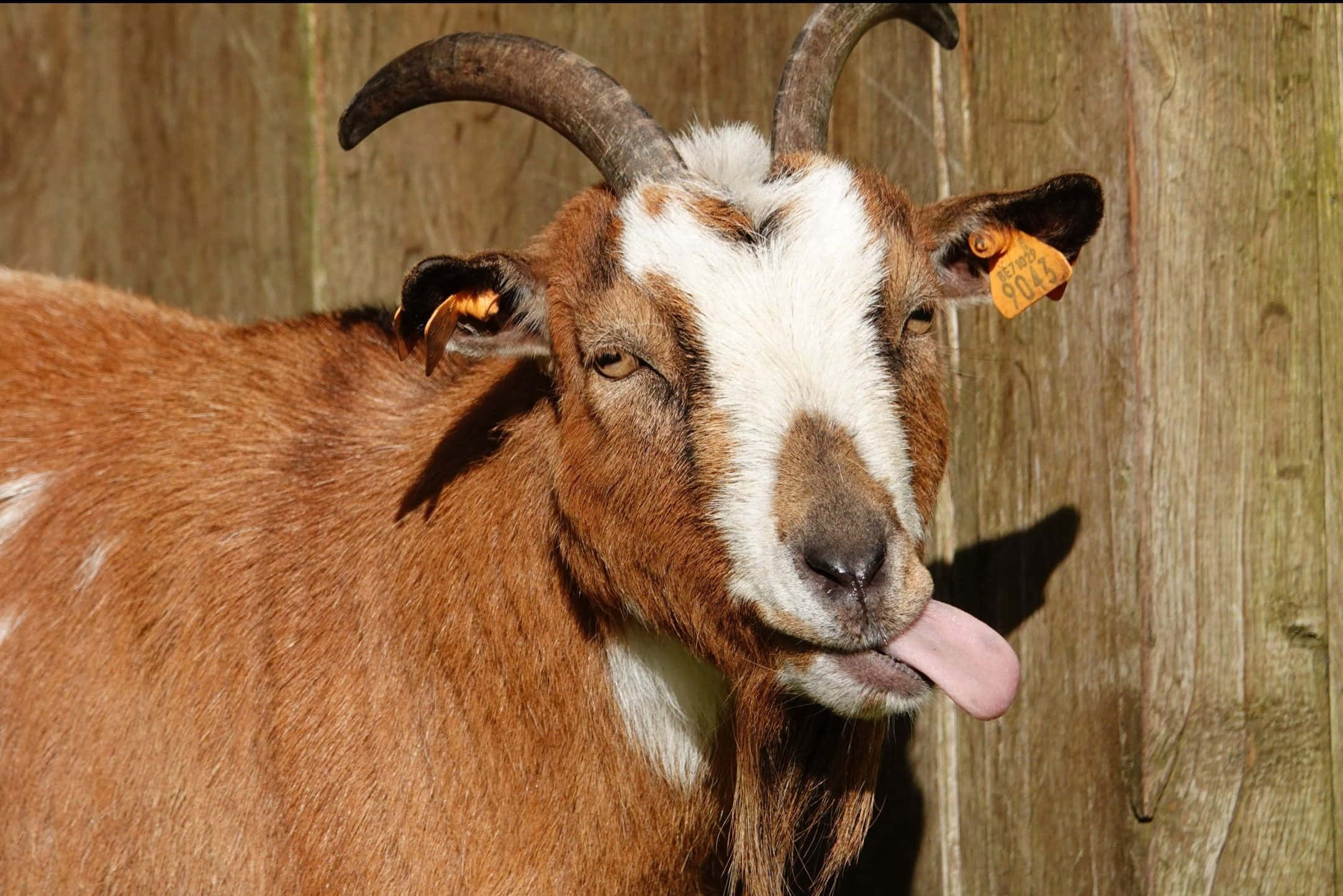 Caption: Delighted Goat Enjoying His Green Feast Wallpaper
