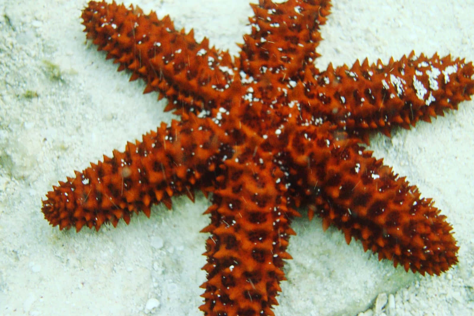 Caption: Echinoderm Starfish On Ocean Bed Wallpaper