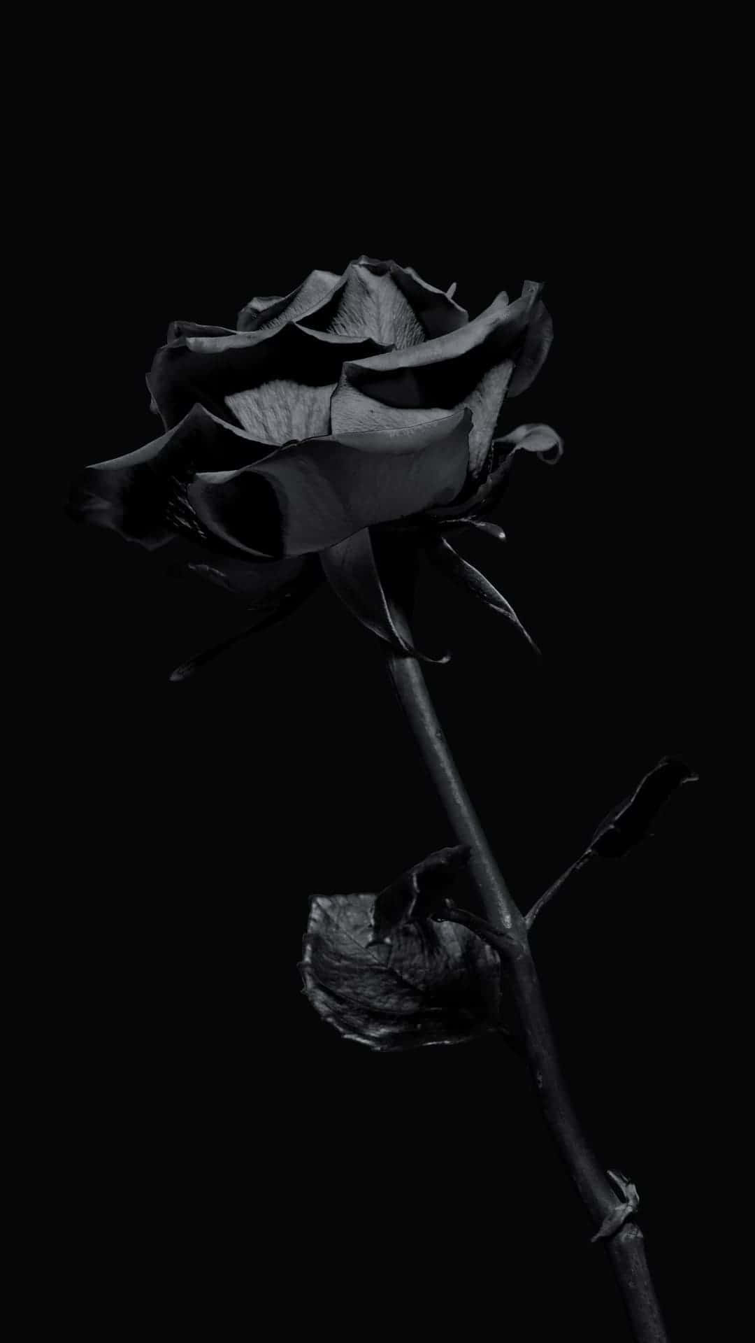 Caption: Elegance In Darkness: The Black Rose