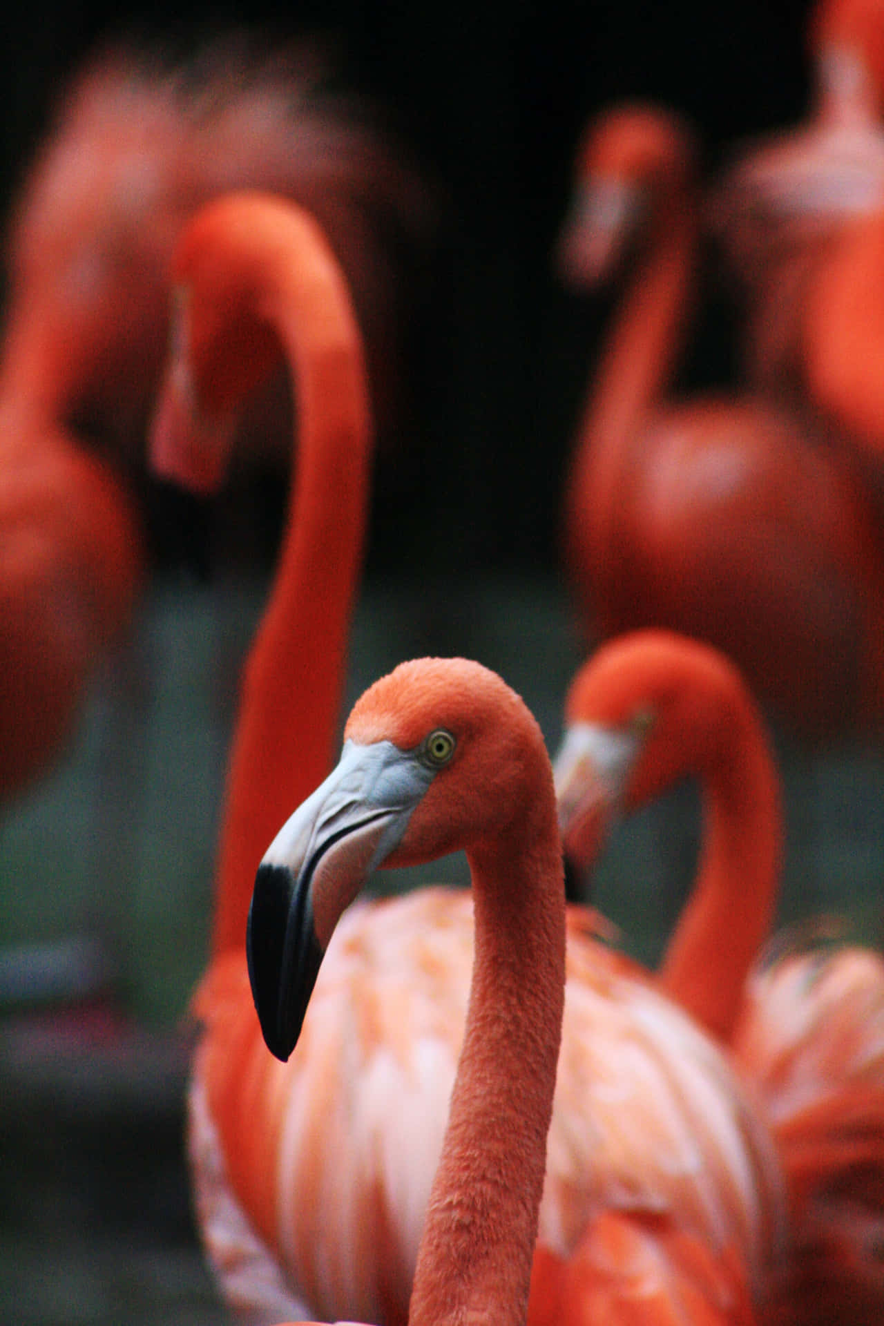 Caption: Elegant Flamingos Gracing The Serene Waters