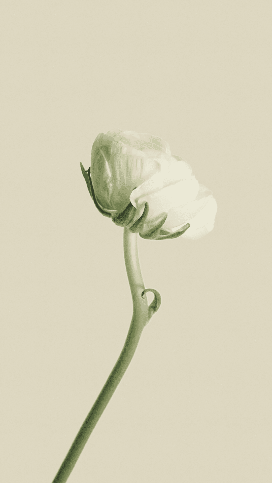 Caption: Elegant Simplicity - A Single Blooming Flower On A Minimalist White Background