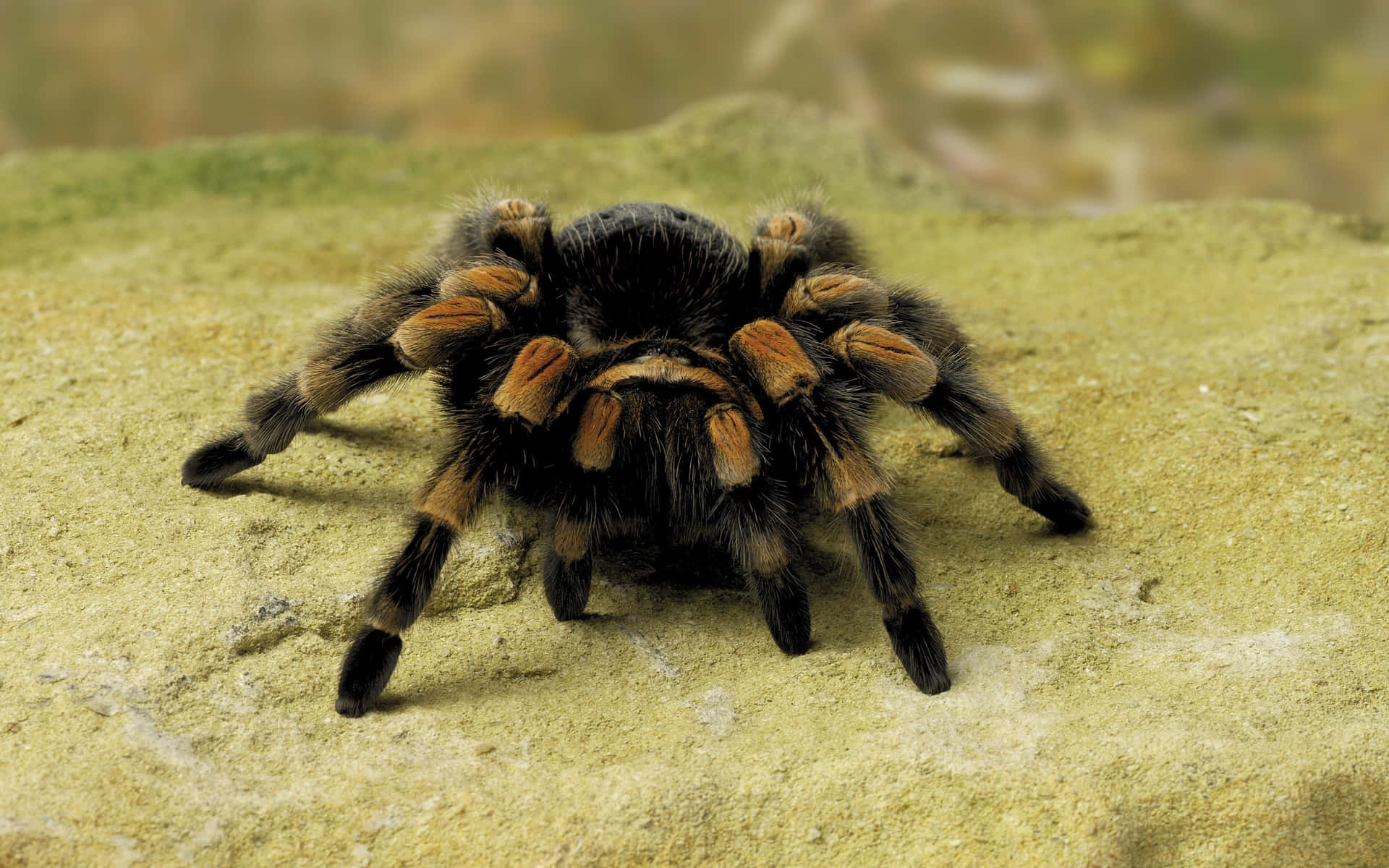 Caption: Elegant Spider Web In Dewy Morning