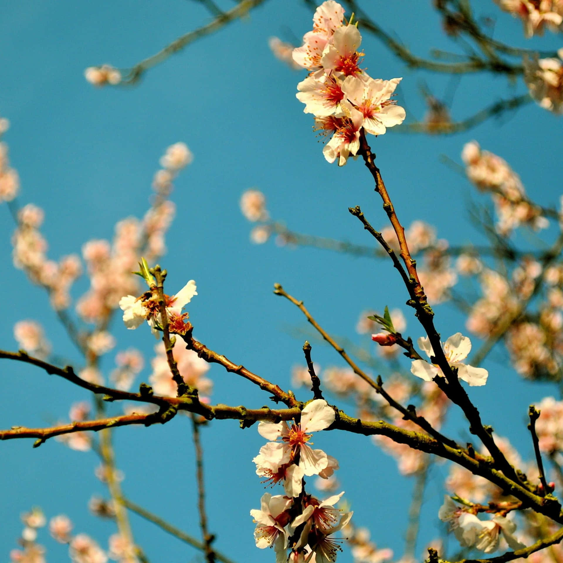 Caption: "enchanting Cherry Blossom Digital Art On Aesthetic Ipad Background"