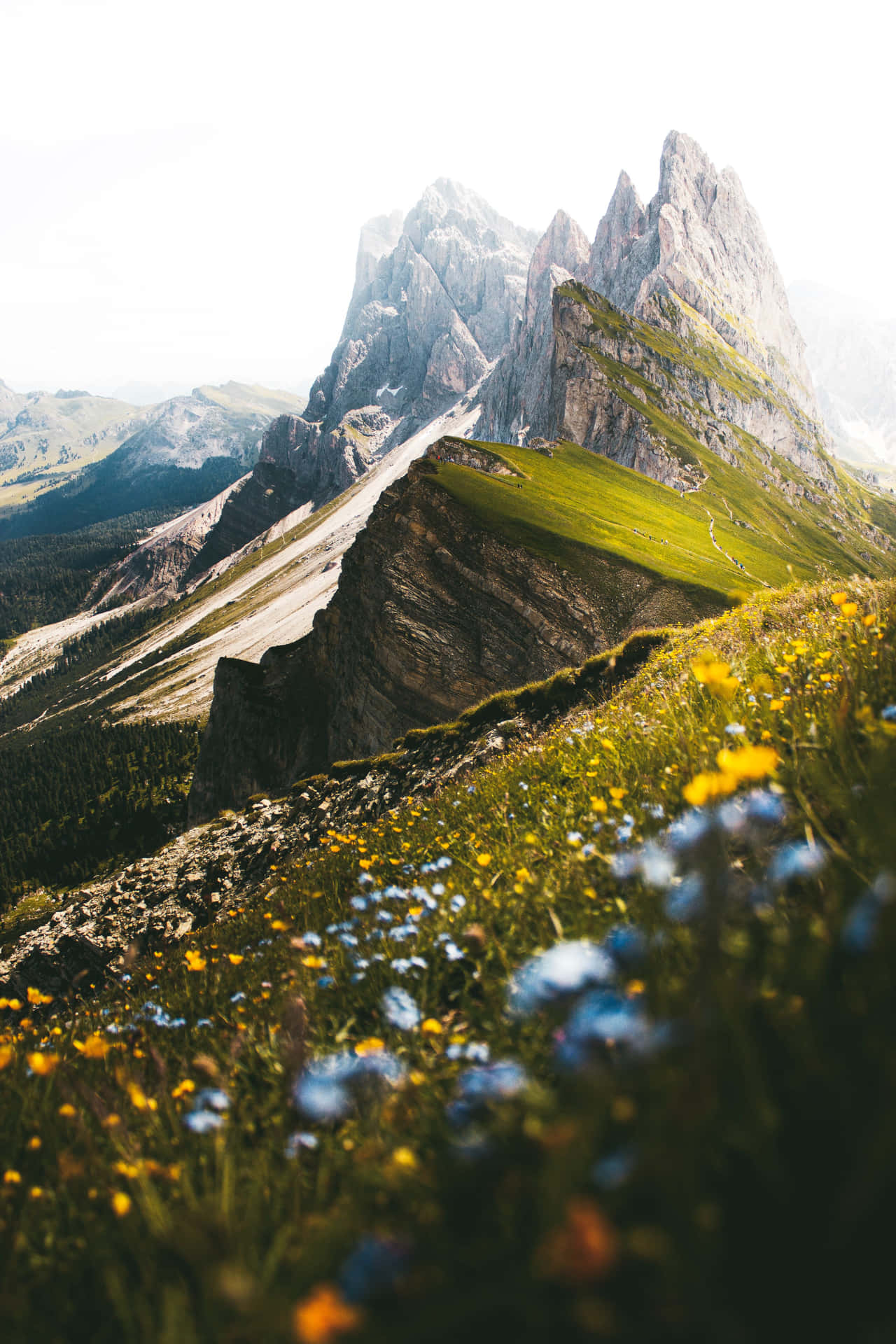 Caption: Enchanting Flower Field Under A Clear Sky