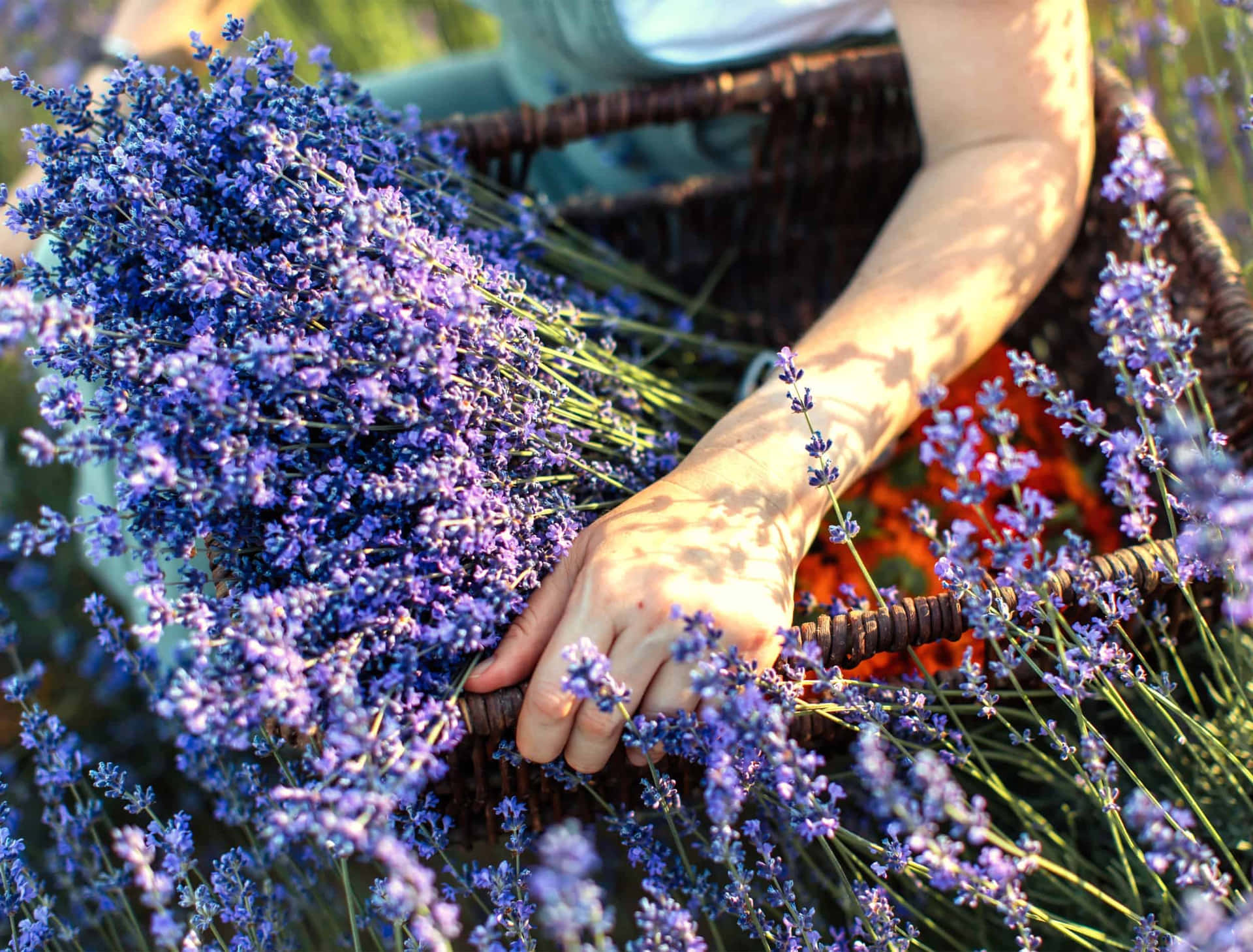 Caption: Enchanting Lavender Fields At Sunset