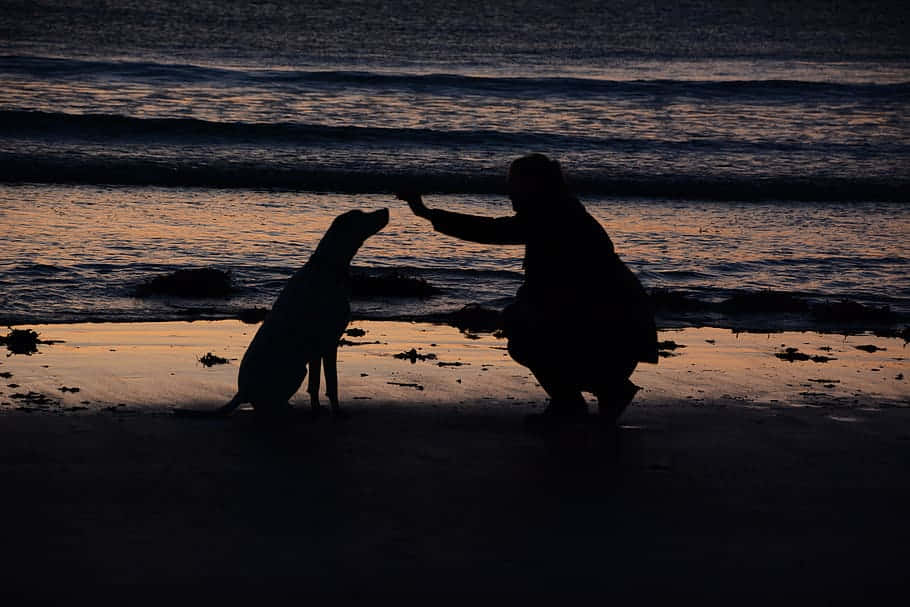 Caption: Energetic Canine Enjoying Beach Time Wallpaper