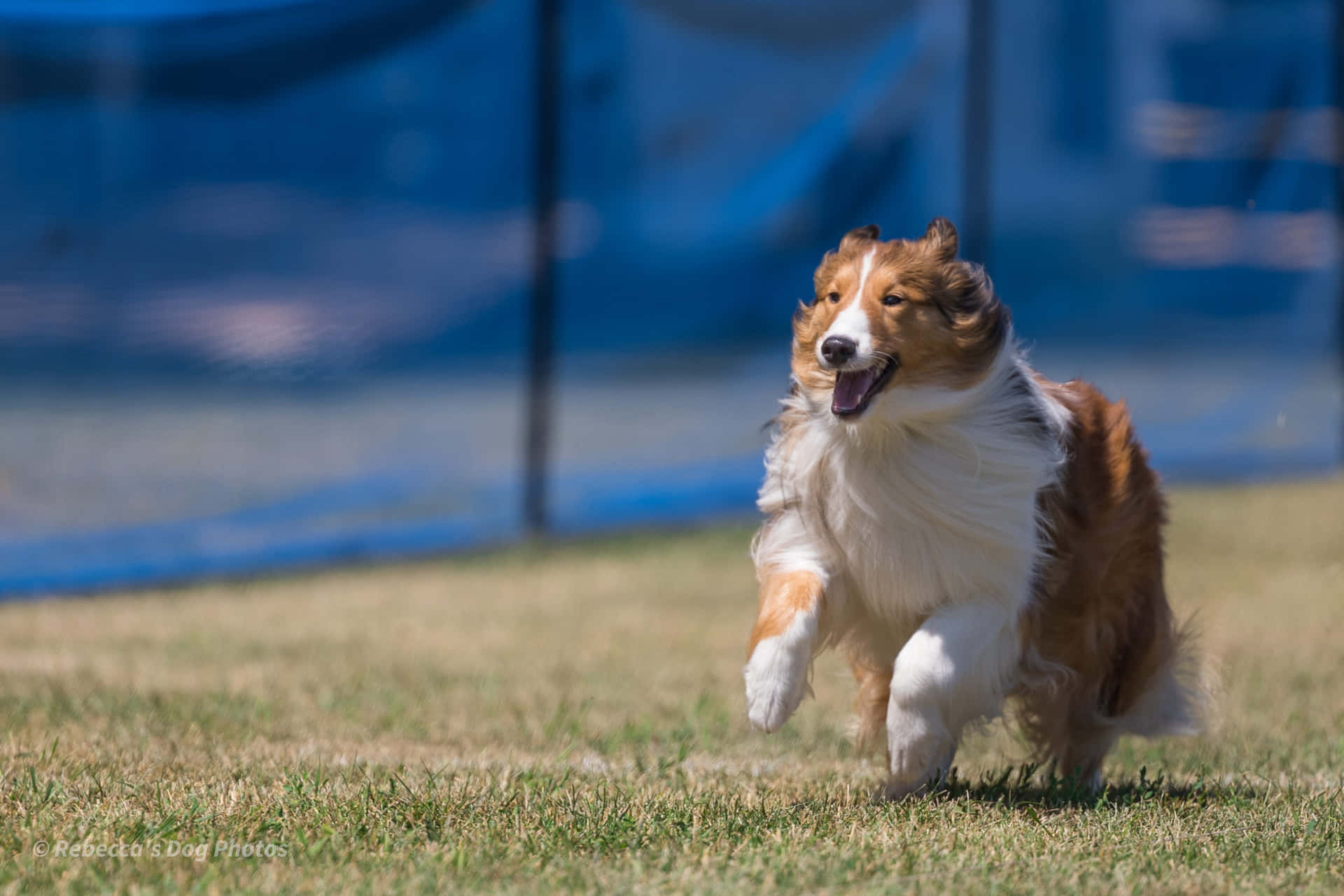 Caption: Energetic Dog Enjoying Outdoors Sports Adventure Wallpaper