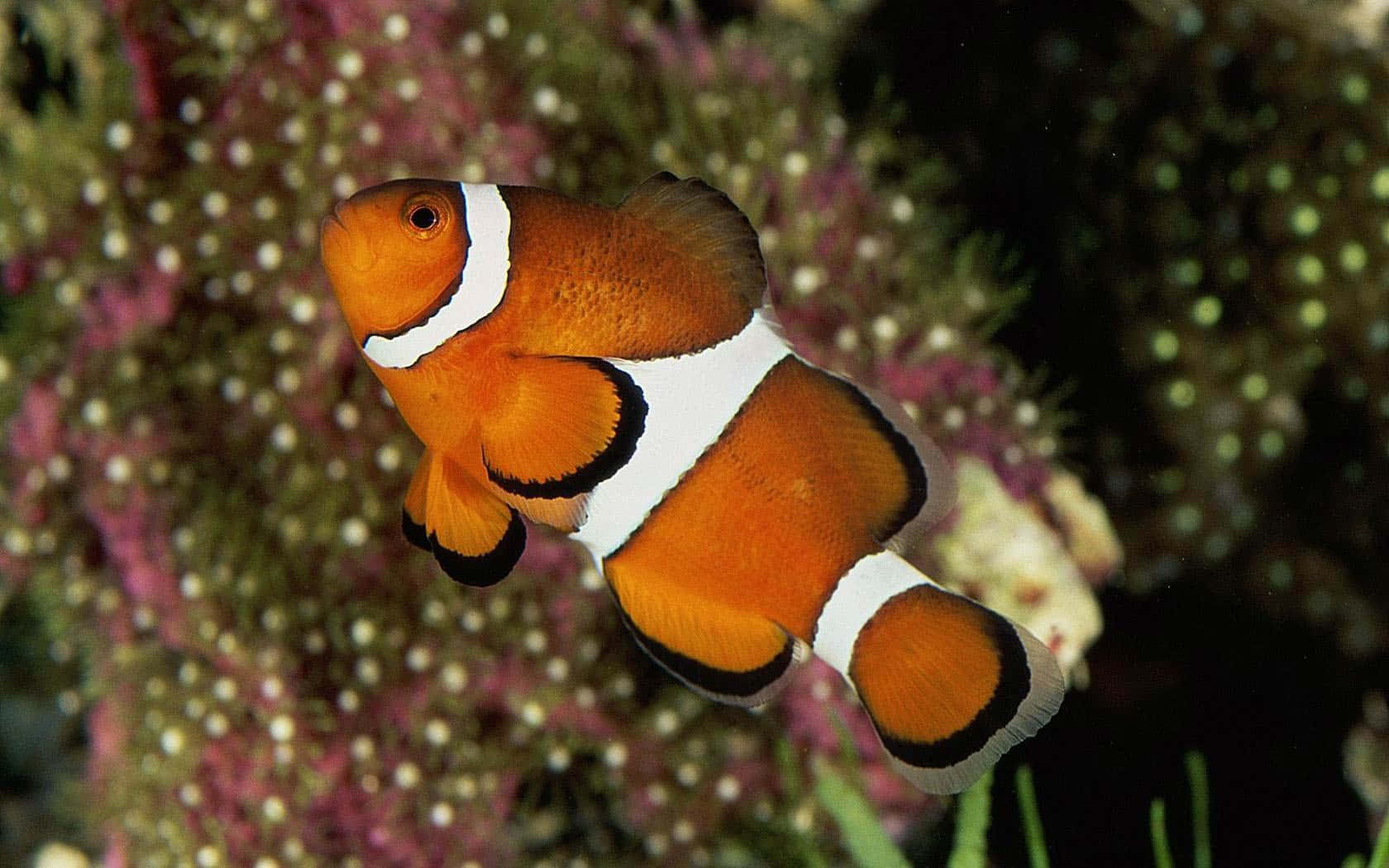 Caption: Exotic Clownfish Swimming In Tropical Coral Reefs Wallpaper
