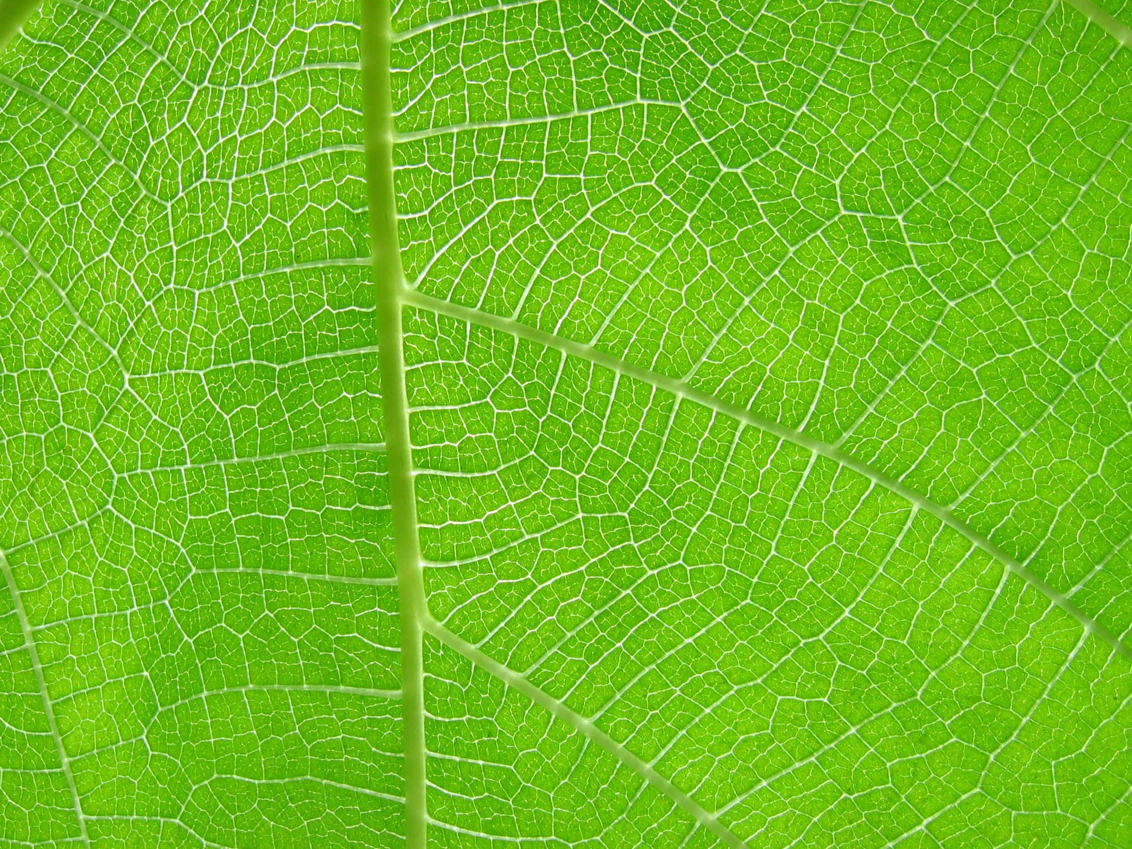 Caption: Exquisite Close-up Of Plant's Texture Wallpaper