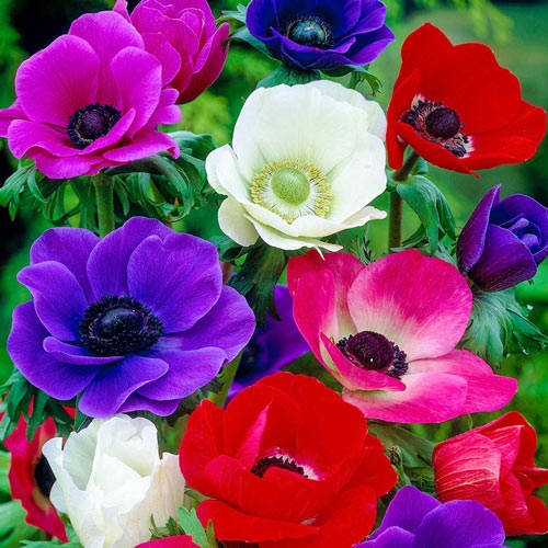 Caption: Fascinating Beauty Of Blooming Anemone Flowers Wallpaper