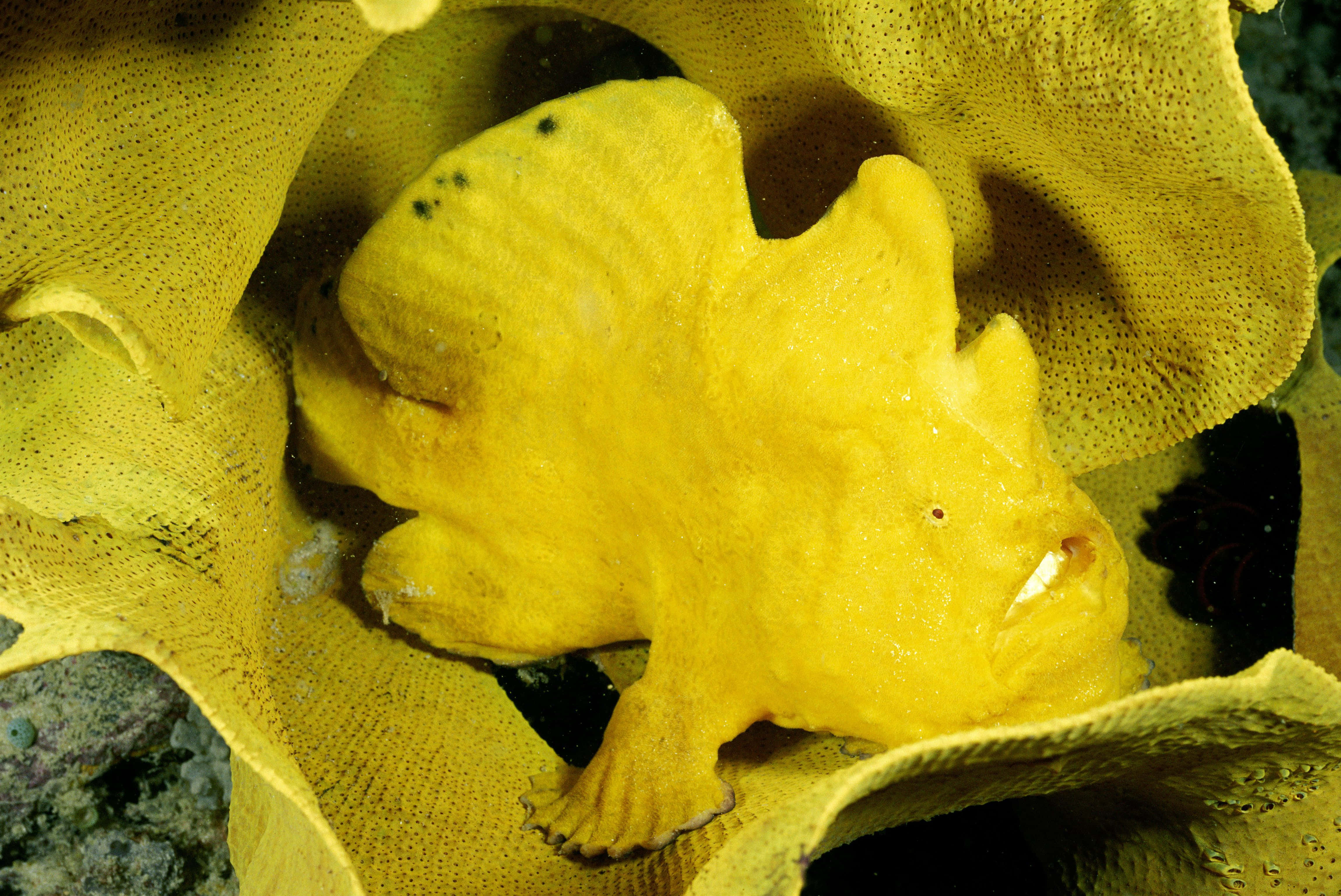 Caption: Fascinating Frogfish In Its Natural Habitat Wallpaper