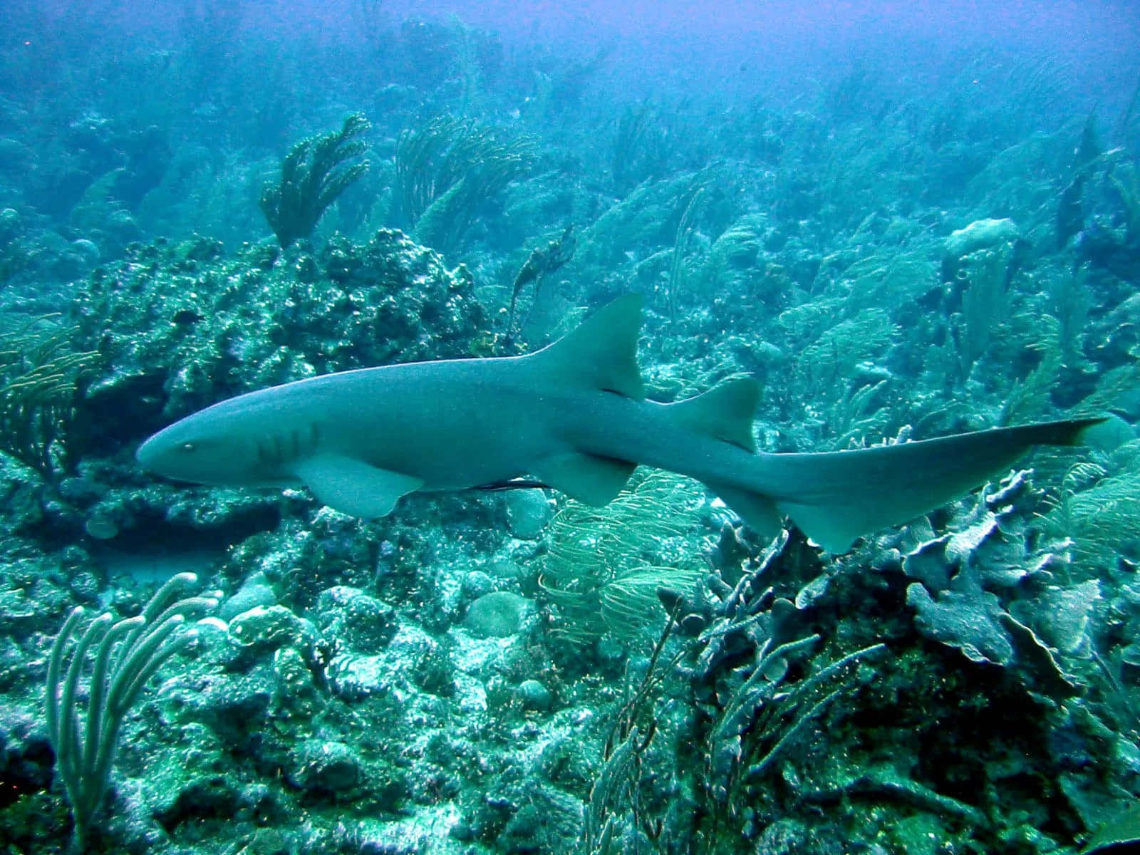 Caption: Gentle Giant Of The Sea - The Calm And Graceful Nurse Shark Wallpaper