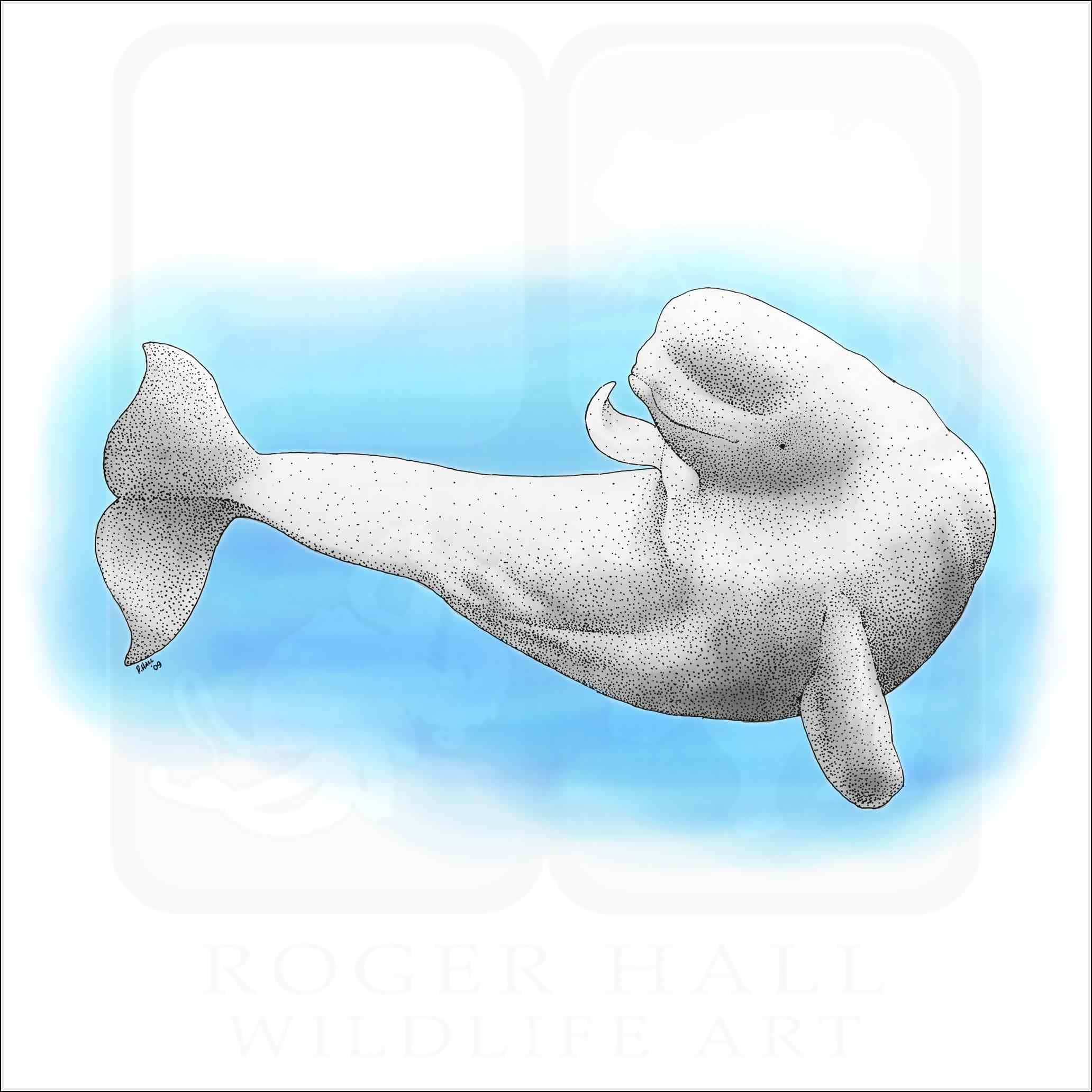 Caption: Graceful Beluga Whale Swimming In Crystal Clear Waters Wallpaper