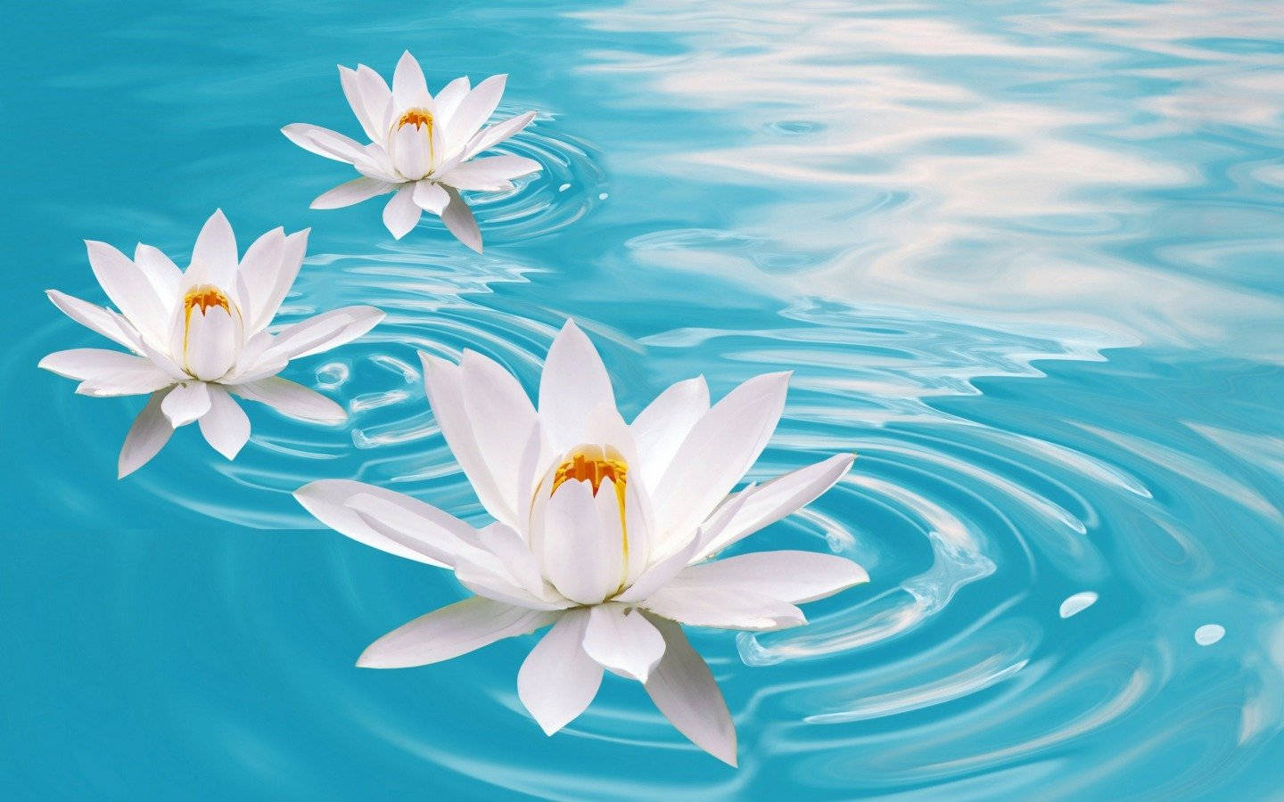 Caption: "graceful Water Lily Blooming In Serene Pond" Wallpaper
