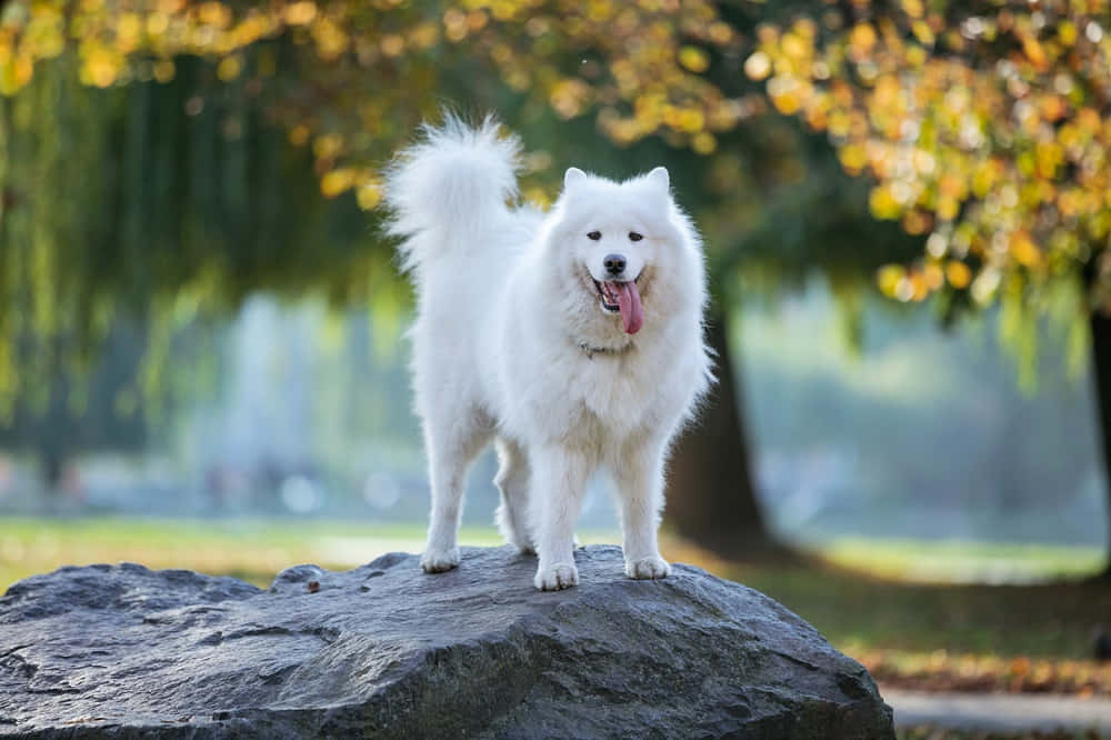 Caption: Intelligent Border Collie Gazing Intently Wallpaper