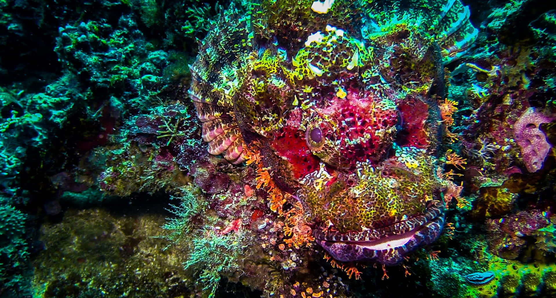 Bijschrift: Intrigerende Schoonheid Van De Steenvis Achtergrond