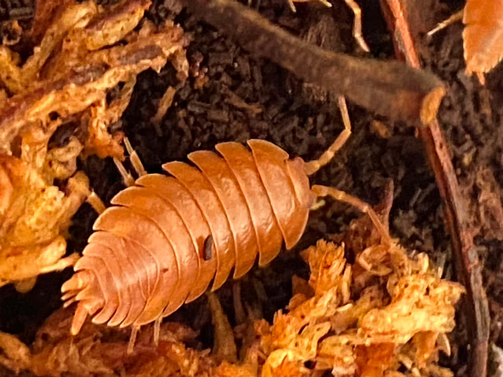 Caption: Intriguing Marine Life: The Giant Isopod In Its Natural Habitat. Wallpaper