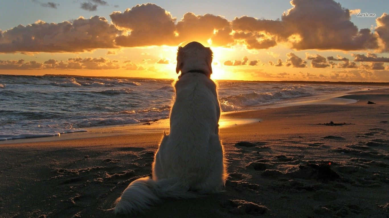 Caption: Joyful Beach Day With Man's Best Friend Wallpaper