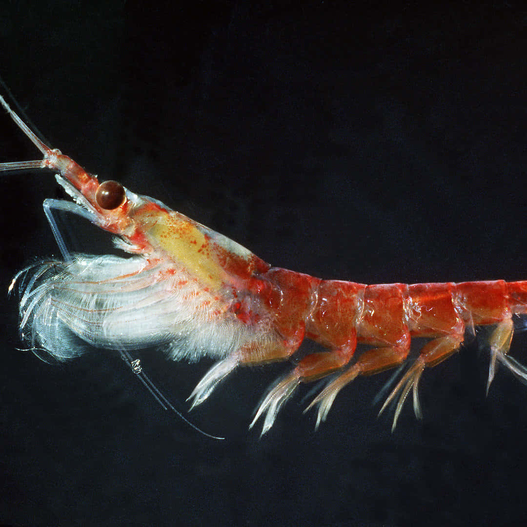 Bildetekst: Krill Svømmer I Det Dype Blå Havet Bakgrunnsbildet