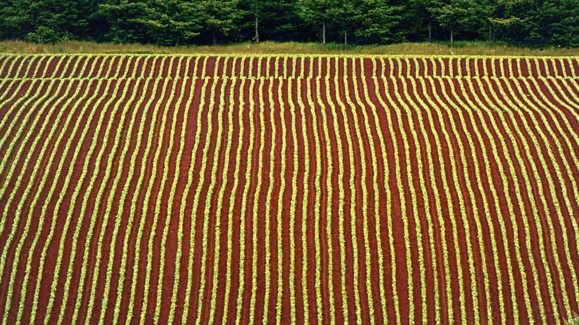Caption: Lush Farmland Under A Vibrant Sky Wallpaper