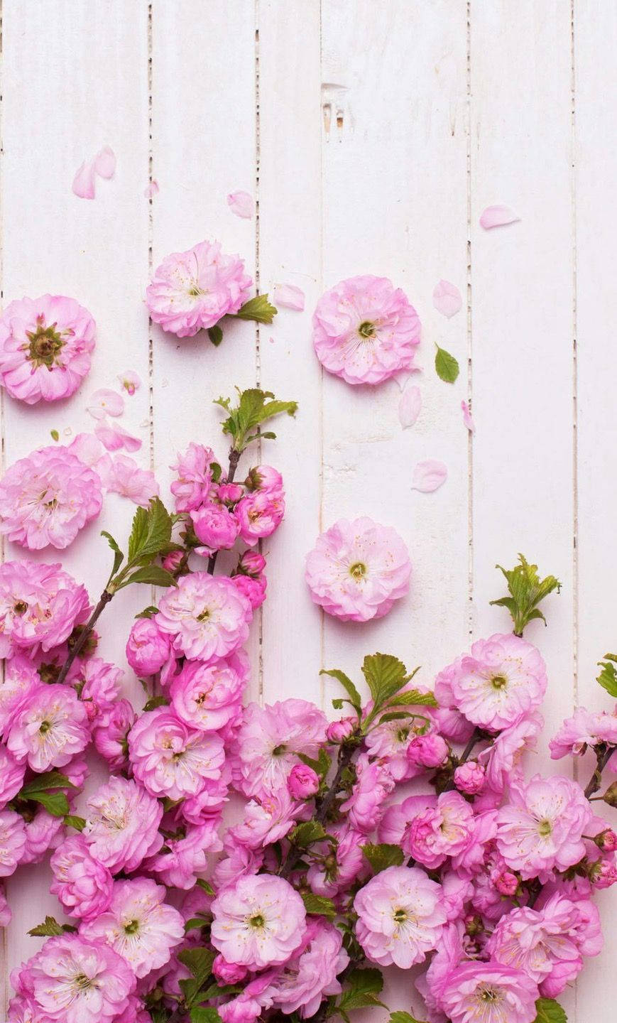 Caption: Luxurious Pink Rose Iphone Wallpaper Wallpaper