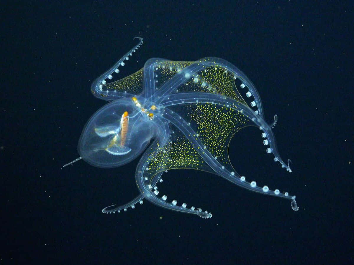 Caption: Magnificent Cephalopod In Ocean Depths Wallpaper