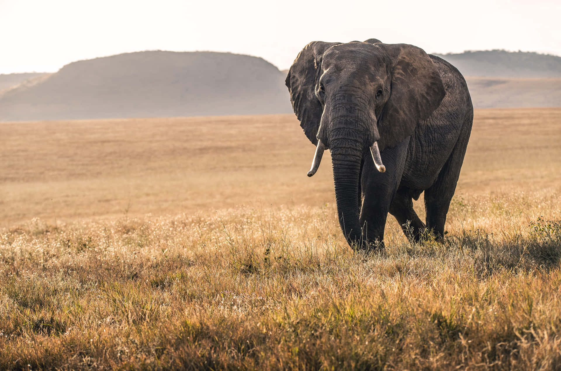 Caption: Majestic African Elephant Roaming In The Savanna Wallpaper