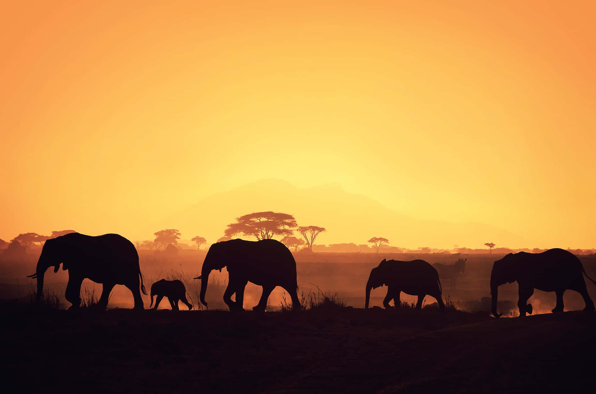 Caption: Majestic African Elephants Roaming In Sunset Wallpaper