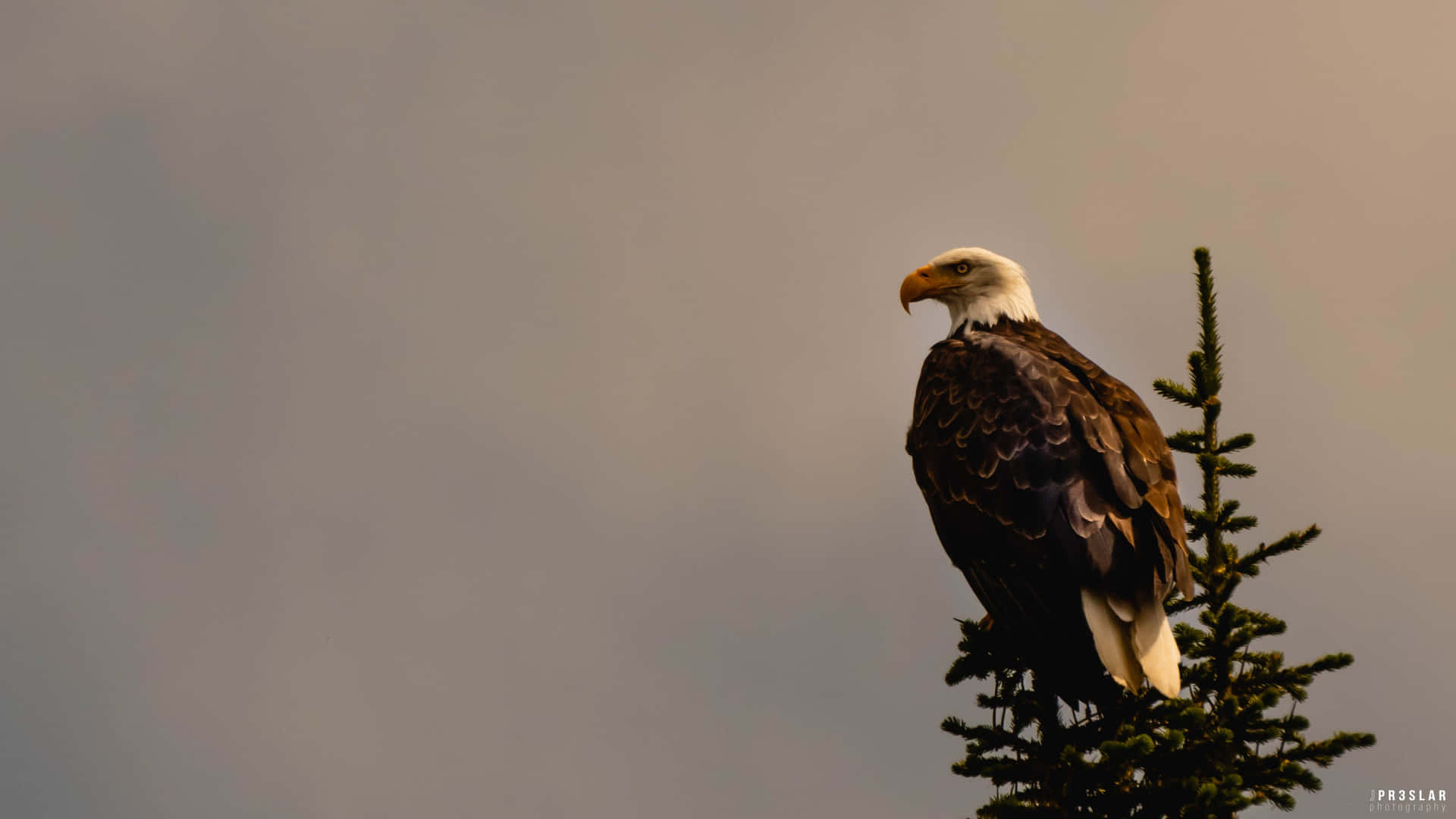 Caption: Majestic Bald Eagle Perched On A Branch Wallpaper