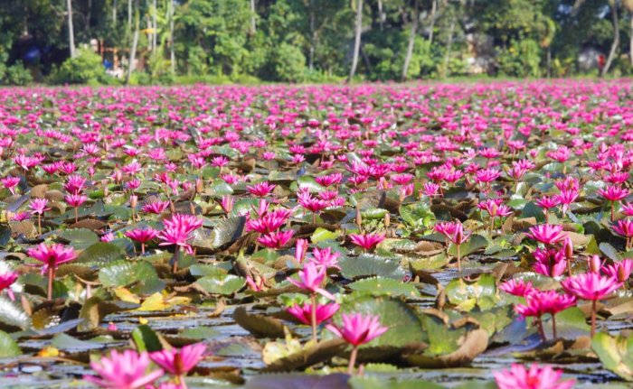 Caption: Majestic Blooming Water Lily On A Tranquil Lake Wallpaper