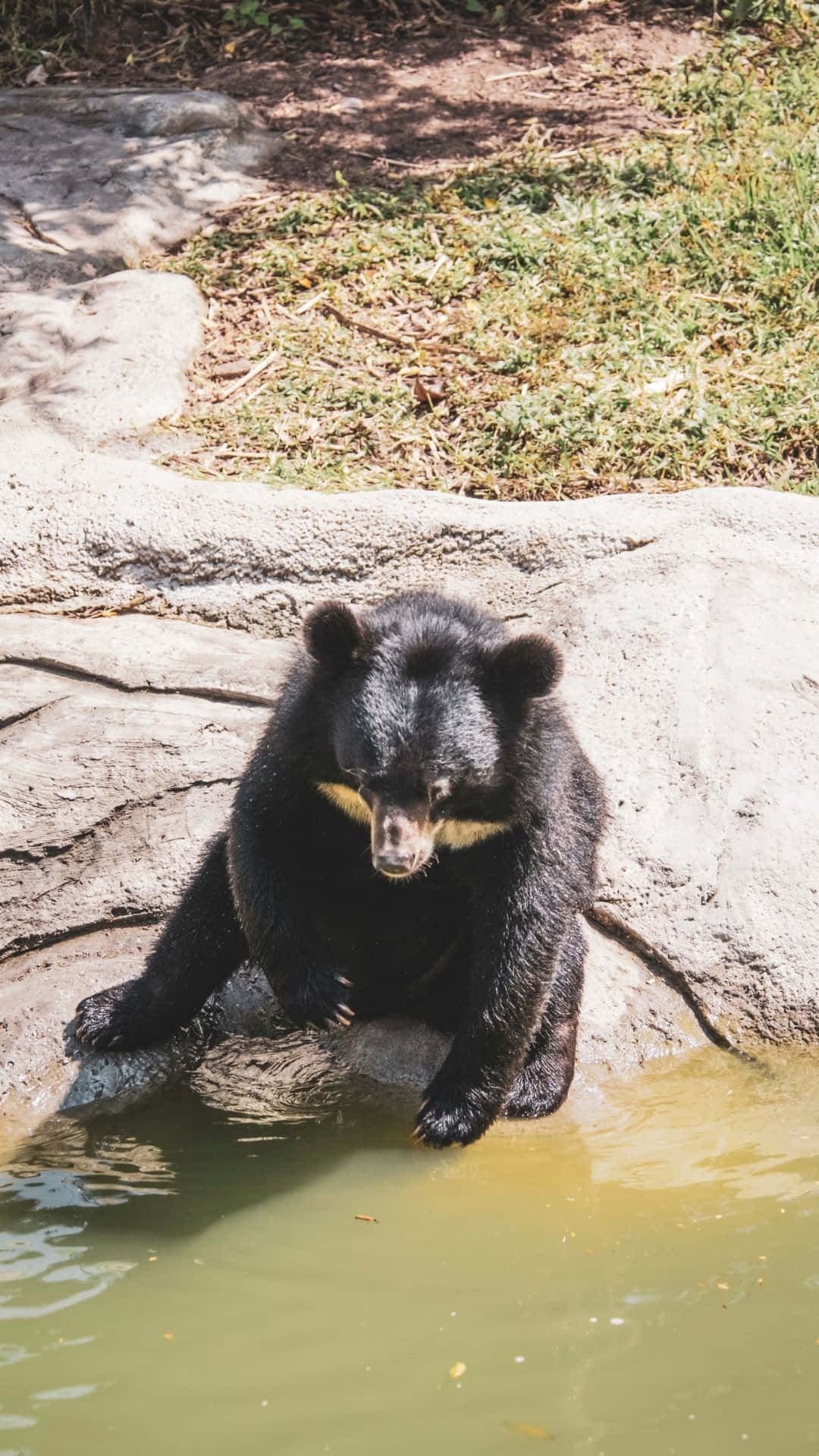Caption: Majestic Brown Bear In Natural Habitat