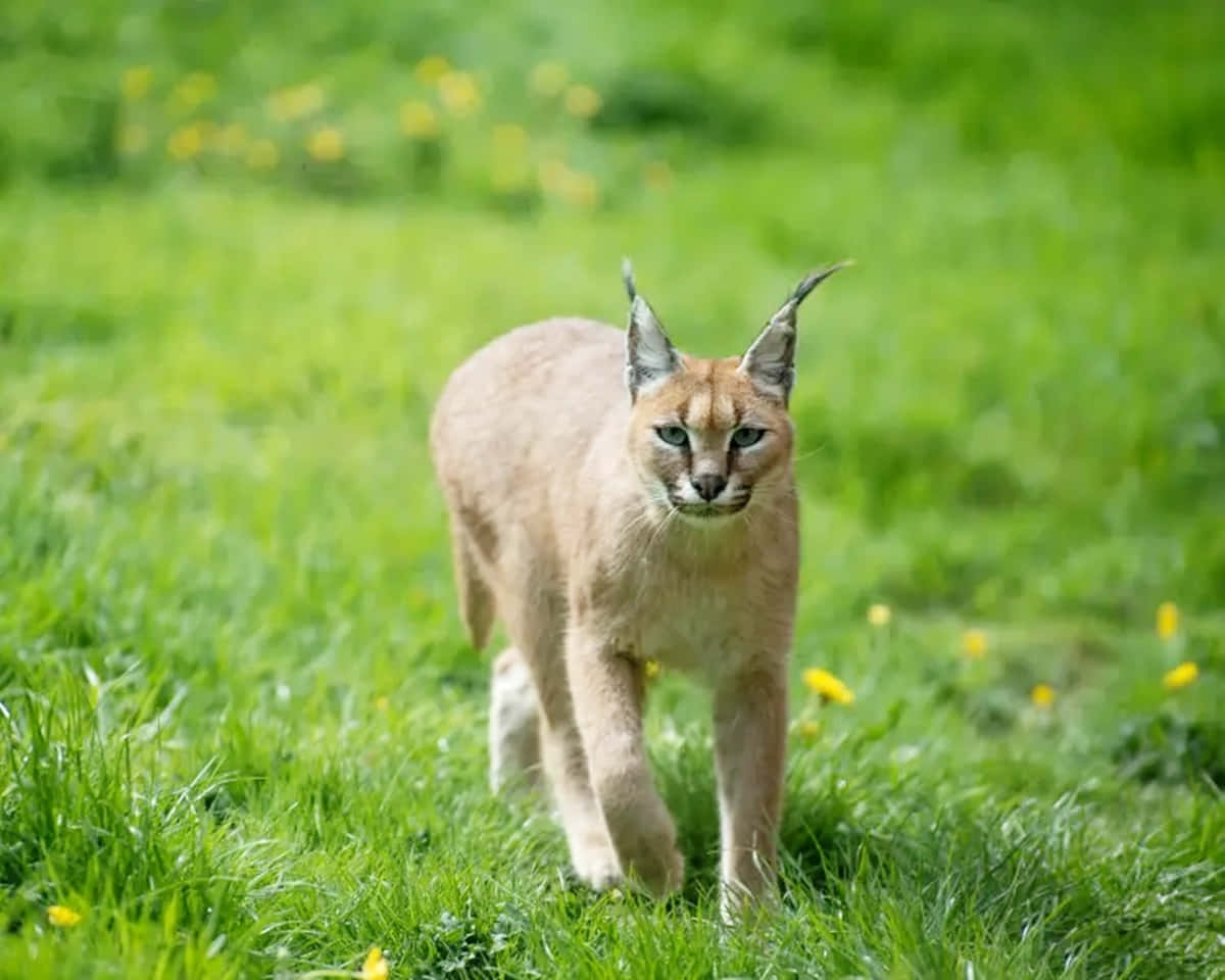 Caption: Majestic Caracal In Natural Habitat Wallpaper